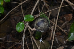 Strychnos wallichiana